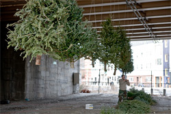 Michael Neff's installation of discarded Christmas trees hangs under the BQE in Williamsburg, Brooklyn